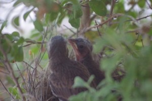 BT Sparrows in nest picture