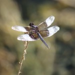 dragon fly picture