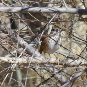 Song Sparrow picture