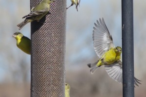 Goldfinch feeder picture
