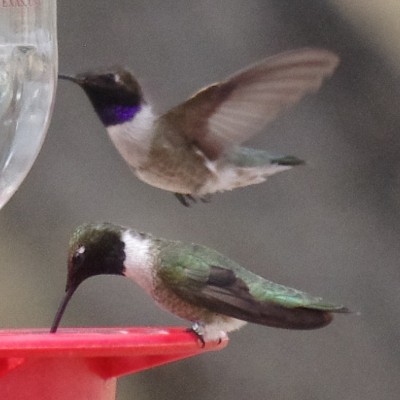 black chinned hummingbirds at San Pedro House birding area feeders picture