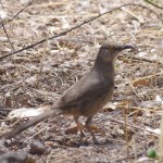 Curved bill Thrasher picture