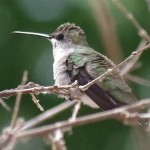 Female Black Chinned Hummingbird picture