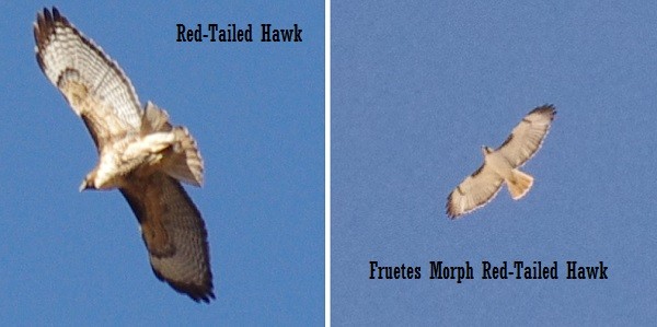 Red tail hawk comparison picture