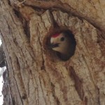 Ladderback Woodpecker in the nest photo
