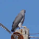 Southeastern Arizona Gray Hawk Picture