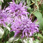Bee Balm Picture