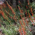 beardlip penstemon found in Chiricahua National Monument