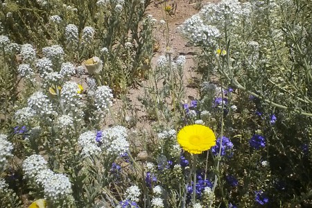 Southeast Arizona Wildflower Picture