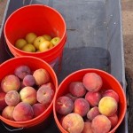 Picking fruit in Willcox picture
