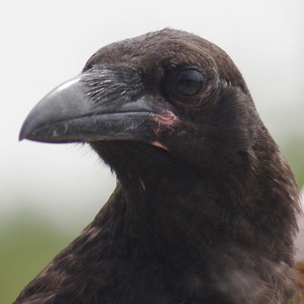 Common Raven Close up Picture
