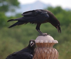 Common Raven Pair picture