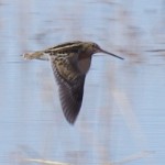 Wilson's Snipe flew off as we were walking along the edge of the lake at White Water Draw.