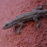 cochise county lizards picture