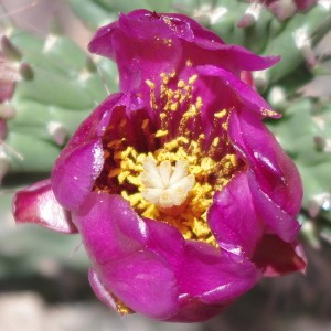 Southeast Arizona Wildflowers Bloom After The Monsoons Start In July ...