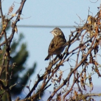 St. David Cienega is a remnant of the massive marsh system Down by the