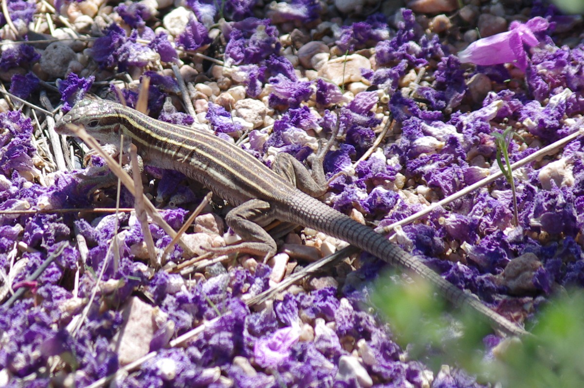 cochise-county-lizards-fun-to-watch-while-you-sit-on-the-patio-down