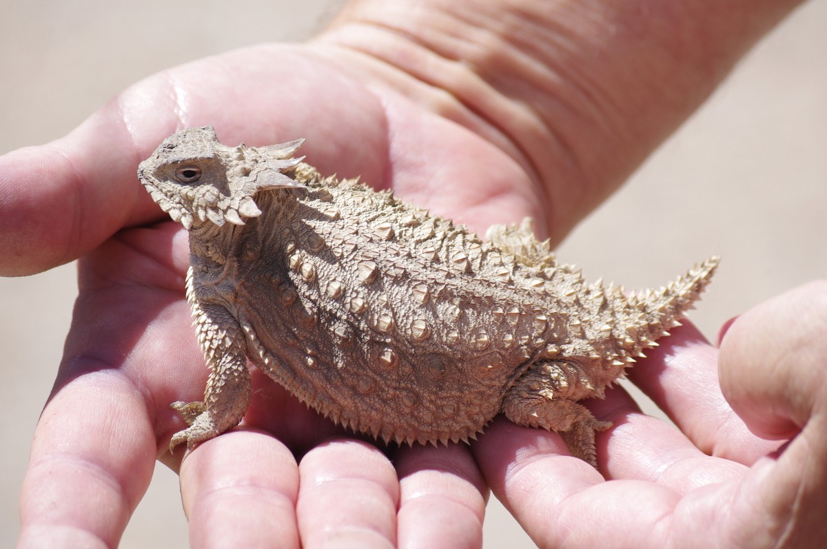 Cochise County Lizards fun to watch while you sit on the patio. Down