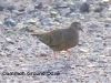 common-ground-dove