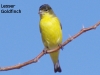 goldfinch-on-limb