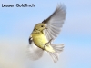 lesser-goldfinch-landing