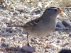 white-crown-sparrow